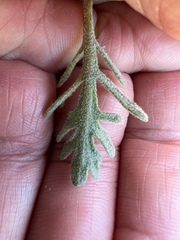 Chaenactis thompsonii