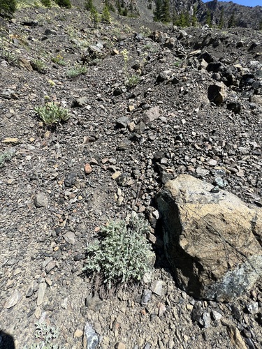 Image of Thompson's Pincushion by no rights reserved