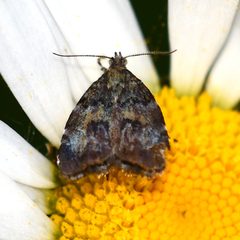 Choreutis diana