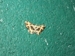 Monocerotesa radiata