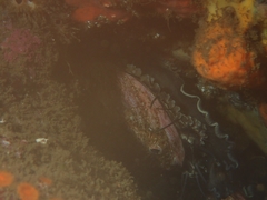 Haliotis rufescens