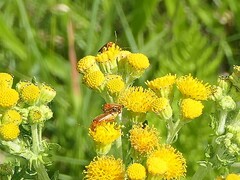 Rhagonycha fulva