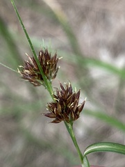 Rhynchospora cephalantha