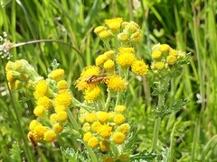 Rhagonycha fulva