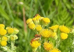 Rhagonycha fulva