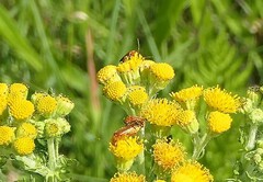 Rhagonycha fulva
