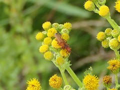Rhagonycha fulva