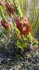 Erica coccinea