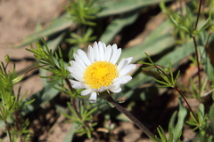 Erigeron eatonii