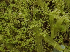 Cololejeunea microscopica