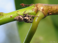 Gastromicans