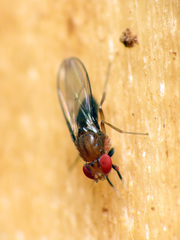 Chymomyza procnemoides