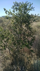Quercus agrifolia