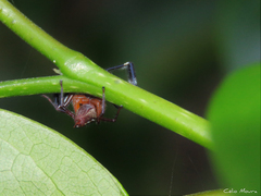 Lurio conspicuus