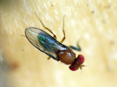 Chymomyza procnemoides