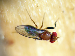 Chymomyza procnemoides