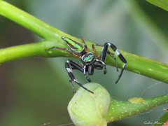 Lurio conspicuus
