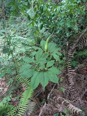 Arisaema tortuosum