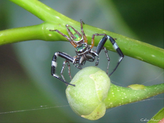 Lurio conspicuus