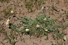 Erigeron eatonii