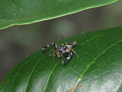 Lurio conspicuus