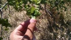 Quercus agrifolia