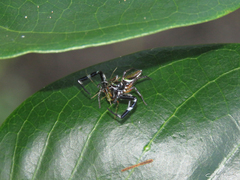 Lurio conspicuus