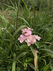 Dianthus barbatus