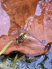 Helophilus pendulus