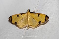 Uncobotyodes patulalis