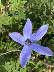 Pseudocodon convolvulaceus