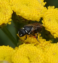 Hylaeus nigritus