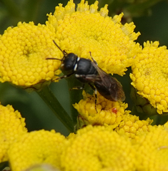 Hylaeus nigritus
