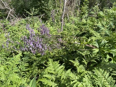 Aconitum septentrionale