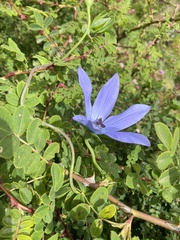 Pseudocodon convolvulaceus