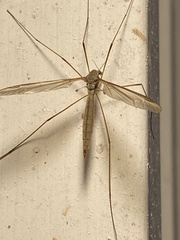 Tipula paterifera
