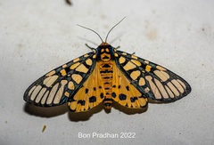 Aglaomorpha plagiata