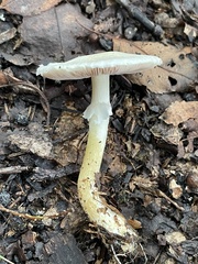 Agaricus semotus