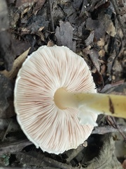 Agaricus semotus