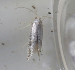 Argyresthia retinella