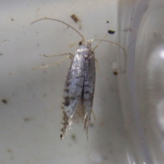 Argyresthia retinella