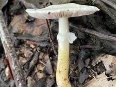 Agaricus semotus
