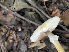 Agaricus semotus
