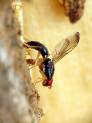 Chyliza notata