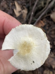 Agaricus semotus