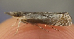 Microcrambus discludellus