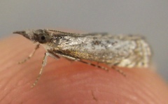 Microcrambus discludellus
