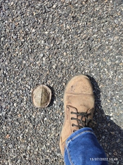 Rhinoclemmys pulcherrima pulcherrima