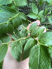 Vaccinium erythrocarpum