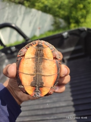 Rhinoclemmys pulcherrima pulcherrima